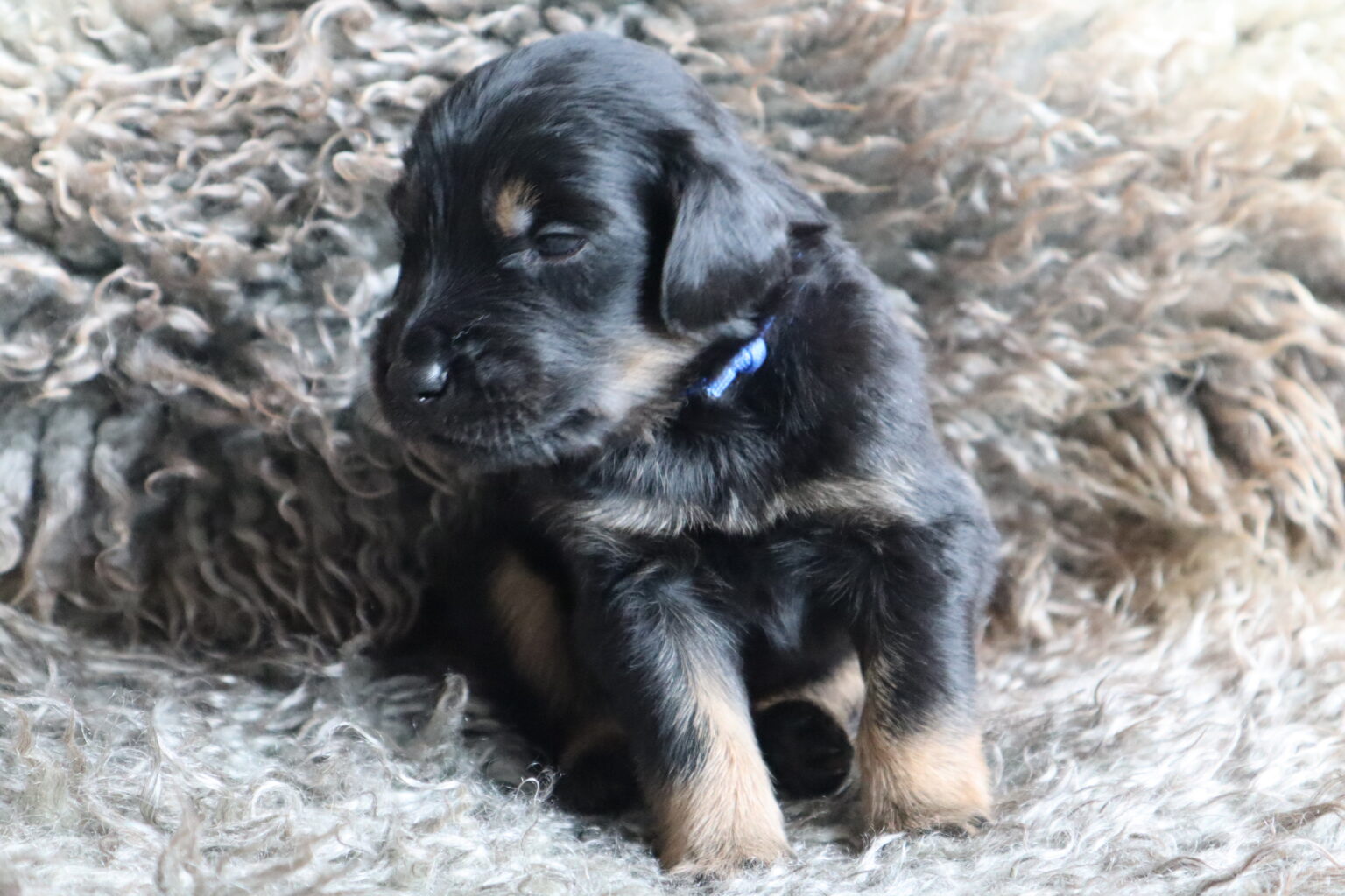 Mein Name ist Aaron
Ich bin ein Rüde und habe ein blaues Bändchen