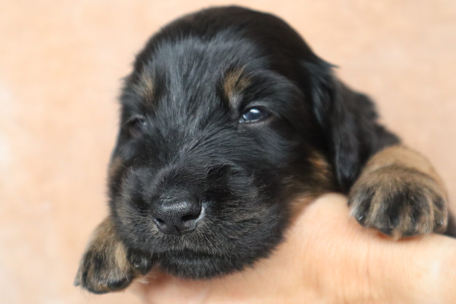 Mein Name ist Aaron
Ich bin ein Rüde und habe ein blaues Bändchen