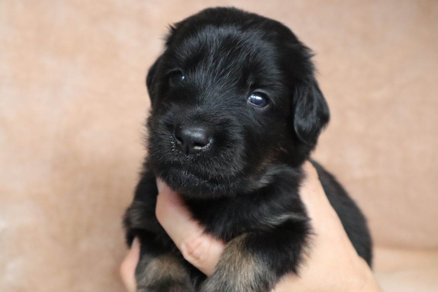 Mein Name ist Akira
Ich bin eine Hündin und habe ein gelbes Bändchen