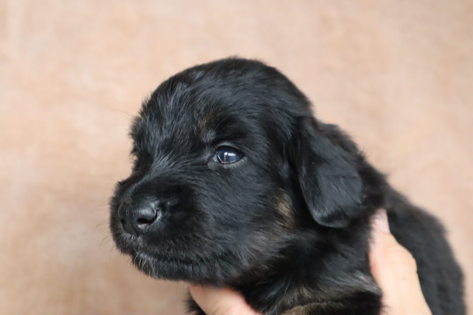 Mein Name ist Athena
Ich bin eine Hündin und habe ein rotes Bändchen